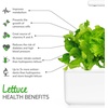 image:imageClick amp Grow Green Lettuce Refill Pods 3Pack for Smart Garden  Grow fresh crisp lettuce indoors yearround Compatible with all Click amp Grow Smart Garden models Zero effort