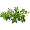 image:imageClick and Grow Bundle Smart Garden 9 White with 18 Plant Pods Starting Kit 3 Basil 3 Tomato 3 Lettuce and 9 More Plant Pods 3 Rosemary 3 Thyme and 3 Wild Strawberry