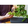 image:imageClick and Grow Smart Garden 3 Grey with Grow Light and 3 Basil and 3 Thyme Pods Bundle