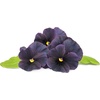 image:imageClick and Grow Smart Garden Black Pansy Plant Pods 3Pack3pack