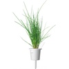 image:imageClick and Grow Smart Garden Chives Plant Pods 3Pack3pack