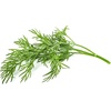 image:imageClick and Grow Smart Garden Dill Plant Pods 3Pack3pack