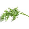 image:imageClick and Grow Smart Garden Dill Plant Pods 3Pack9pack