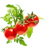 image:imageClick and Grow Smart Garden Mini Tomato Plant Pods 3Pack3pack