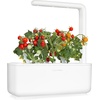 image:imageClick and Grow Smart Garden Mini Tomato Plant Pods 3Pack3pack