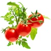 image:imageClick and Grow Smart Garden Mini Tomato Plant Pods 3Pack9pack