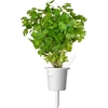image:imageClick and Grow Smart Garden Plain Parsley Plant Pod 3Pack3pack