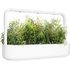 image:imageClick and Grow Smart Garden Rosemary Plant Pods 3Pack3pack