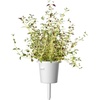 image:imageClick and Grow Smart Garden Thyme Plant Pods 3Pack9pack