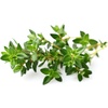 image:imageClick and Grow Smart Garden Thyme Plant Pods 3Pack9pack