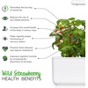 image:imageClick and Grow Smart Garden Wild Strawberry Plant Pods 3Pack3pack