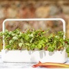 image:imageClick and Grow Smart Garden Wild Strawberry Plant Pods 3Pack3pack