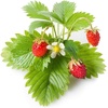 image:imageClick and Grow Smart Garden Wild Strawberry Plant Pods 3Pack9pack