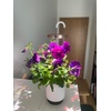 image:imageMini Smart Planter Hydrovase with Petunia Pods by ClickampGrow Grow Light  White USB powered compatible with all Click amp Grow pods Auto timer adjustable height compact desk designWhite