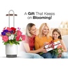 image:imageMini Smart Planter Hydrovase with Petunia Pods by ClickampGrow Grow Light  White USB powered compatible with all Click amp Grow pods Auto timer adjustable height compact desk designWhite