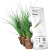image:imageClick and Grow Smart Garden Chives Plant Pods 3Pack3pack