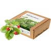 image:imageClick and Grow Smart Garden Wild Strawberry Plant Pods 3Pack9pack